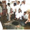 phoca thumb m image64